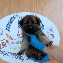Teal collar - Sable female German Shepherd puppy in Hollis Center, Maine from Noble German Shepherds of Maine