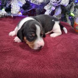 Girl 1 - Piebald female Dachshund puppy in Farmerville, Louisiana from Hancock House of Basset Hounds & Mini Dachshunds