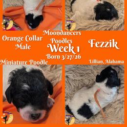 Orange Collar Male Miniature Poodle Fezzik - Parti male Poodle puppy in Lillian, Alabama from Moondancers Poodles