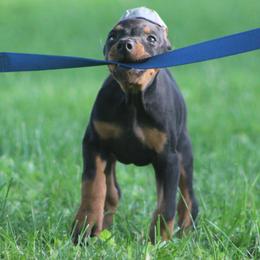 Prada - Black and rust female Doberman Pinscher puppy in Winchester, Ohio from 32 Farms