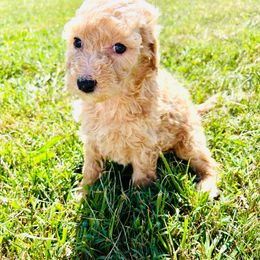 Aussiedoodle and Poodle Puppies from Sassy Poodle’s & Doodle’s
