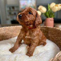 Red Collar - Red male Irish Doodle puppy in Indiahoma, Oklahoma from Farm Fresh Doodles