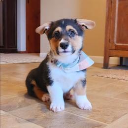 Biscuit - Black and tan male Pembroke Welsh Corgi puppy in Pine Village, Indiana from NL Horsemanship
