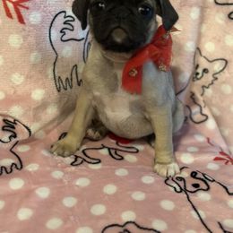 Pug Puppies from Berg Family