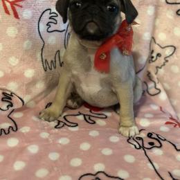 Pug Puppies from Berg Family