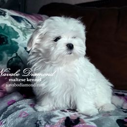 Boy 3 - White male Maltese puppy in Snowville, Utah from Navabo Diamond