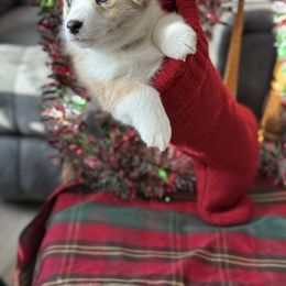 Black Collar - Red merle and white female American Corgi puppy in Glenwood, Minnesota from Crystal Blue Corgi