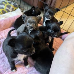 Chihuahua Puppies from KB Chihuahuas