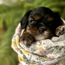 Jane - Black and tan Cavalier King Charles Spaniel puppy in Memphis, Tennessee from Pemberley Park