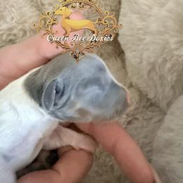 Dachshund Puppies from Queen Bee Doxies