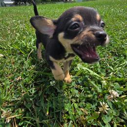 Tilly - Black and tan female Chihuahua puppy in Amity, Pennsylvania from Baxters Chihuahuas