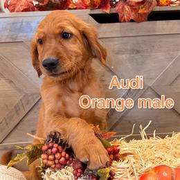 Orange - Golden male Golden Retriever puppy in Salt Lake City, Utah from Soaring golden retrievers