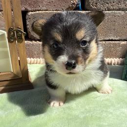 Scout-Fluff Carrier - Black and tan male Pembroke Welsh Corgi puppy in Scottown, Ohio from Wyndy Ridge Corgis