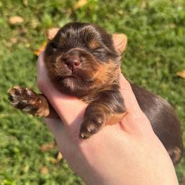 Little Rolo - Chocolate, tan and white male Yorkshire Terrier puppy in Hope, Indiana from DJ Yorkies
