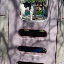 Girl cow print - Tri-colored female Parson Russell Terrier puppy in Phelan, California from Elite Parson Russells