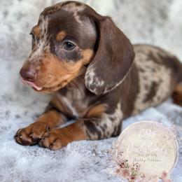 Dachshund Puppies from CSW Dachshunds