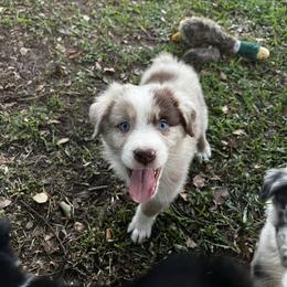 Boy 1 - Red merle male Australian Shepherd puppy in Lakeland, Florida from Infinite Aussies