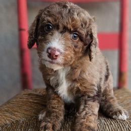 Kodiak (Bear) - Brown merle male Aussiedoodle puppy in Tucson, Arizona from Ever After Doodles Arizona