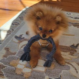 Pomeranian Puppies from Gypsy Poms