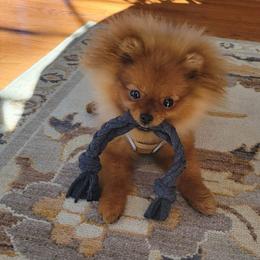 Pomeranian Puppies from Gypsy Poms
