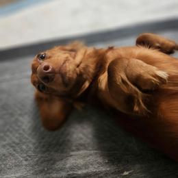 Stella - Dachshund