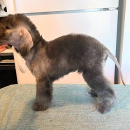 Boy 1 - Blue Bedlington Terrier puppy in Staten Island, New York from Arkada Sirene Kennel