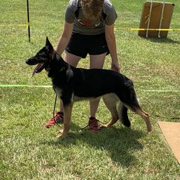 Tessa - German Shepherd