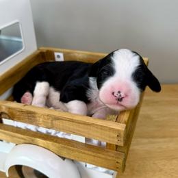 Ewe Betcha - Black and white female Sheepadoodle puppy in Adams, Nebraska from Boxcar Doodles and Poodles