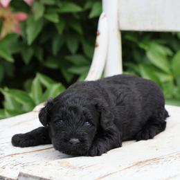 Piper - Black male Whoodle puppy in West Bend, Iowa from Blue Skies Terriers