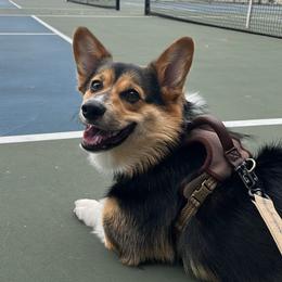 Pembroke Welsh Corgi All Grown Up from Han Dynasty Corgis