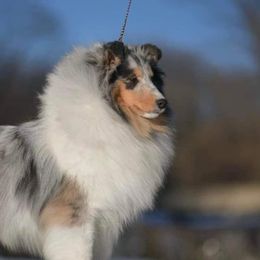 Collies and Shetland Sheepdogs from Dueling Pine Ranch