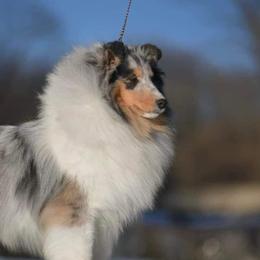 Collies and Shetland Sheepdogs from Dueling Pine Ranch
