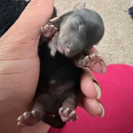 Girl 1 - Black and tan female Yorkshire Terrier puppy in Richland County, South Carolina from Nesha's Pawrific Tails