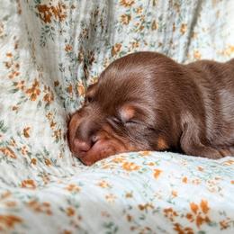 Dachshund Puppies from Drift & Dash Dachshunds