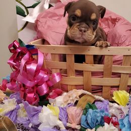 Bulldog Puppies from GulfCoast Bulldog Haus