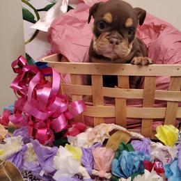 Bulldog Puppies from GulfCoast Bulldog Haus