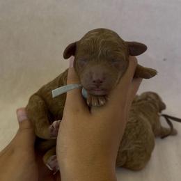 Berry - Red male Assorted Doodle Crosses puppy in Yuba City, California from Lucky Day Doodles
