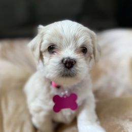 Pink collar - Cream female Lhasa Apso puppy in Discovery Bay, California from Golden State Lhasa Apsos