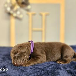Gogo - Chocolate female Labrador Retriever puppy in Macomb, Missouri from Hicks Family Homestead