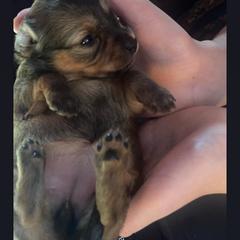 Prague Ratter Puppies from North Star Gem’s Prague Ratters