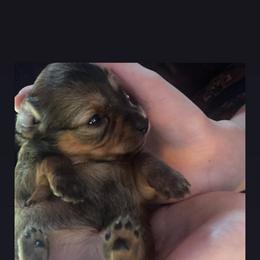 Prague Ratter Puppies from North Star Gem’s Prague Ratters