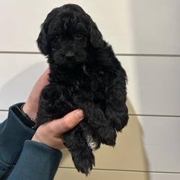 Sam Worthington - Black and white male Aussiedoodle puppy in Payson, Utah from Country Sky Doodles