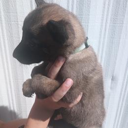 Lite Green collor - Fawn sable female Belgian Malinois puppy in Marshall, Michigan from McMillan Malinois