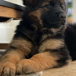 German Shepherd Puppies from Marvel German Shepherds