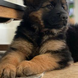German Shepherd Puppies from Marvel German Shepherds
