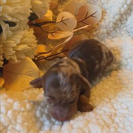 Pumpkin Spice - Dapple male Dachshund puppy in Price, Utah from Smiling Dog Dachshunds