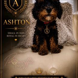 Ashton - Phantom male Poodle puppy in Spring Lake, North Carolina from Pawriffic Pups