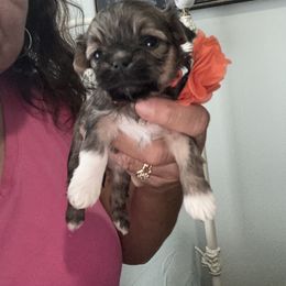 Lady Ellie - Black & tan tri-color Maltipoo puppy in Southern,, California from Maltipoo Tiny Pups