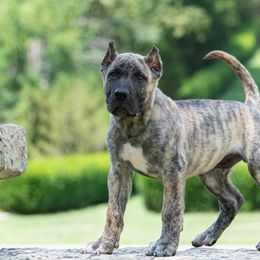 Light brindle boy - Tiger male Perro de Presa Canario puppy in Leitchfield, Kentucky from Rey Gladiador Presa Canario