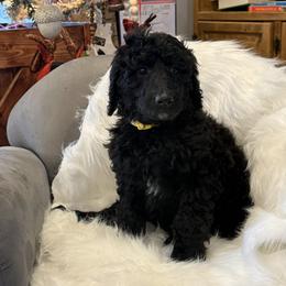 Yellow - sale pending - Black female Poodle puppy in Hamilton, Ohio from Grandview Farm